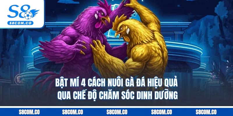Cách Nuôi Gà Đá - Chia Sẻ Kinh Nghiệm Từ Chuyên Gia S8 Bật mí 4 cách nuôi gà đá hiệu quả qua chế độ chăm sóc dinh dưỡng