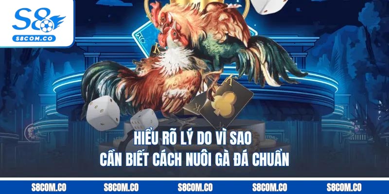 Cách Nuôi Gà Đá - Chia Sẻ Kinh Nghiệm Từ Chuyên Gia S8 Hiểu rõ lý do vì sao cần biết cách nuôi gà đá chuẩn
