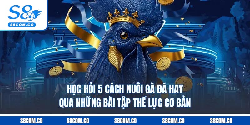Cách Nuôi Gà Đá - Chia Sẻ Kinh Nghiệm Từ Chuyên Gia S8 Học hỏi 5 cách nuôi gà đá hay qua những bài tập thể lực cơ bản